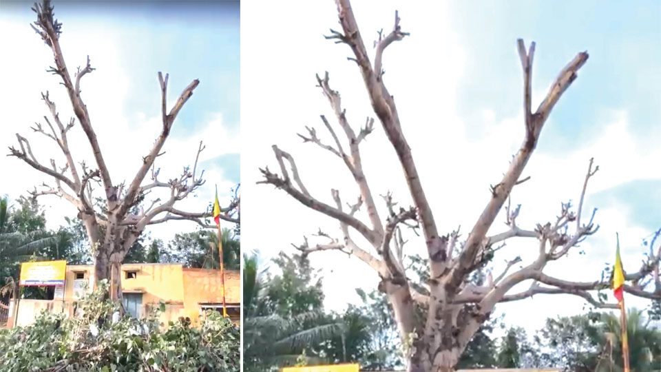 Birds killed as miscreants chop off tree branches