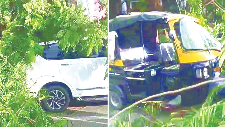 Car, auto damaged as huge tree branch falls on top