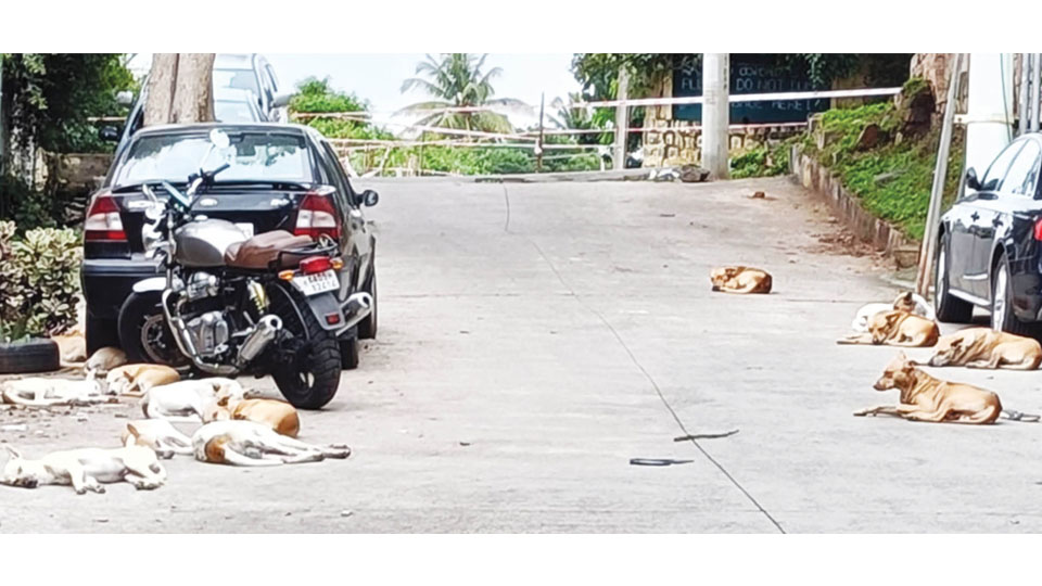 Urgent action needed on stray dog menace