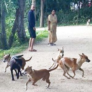 Stray dog menace at Kukkarahalli Lake