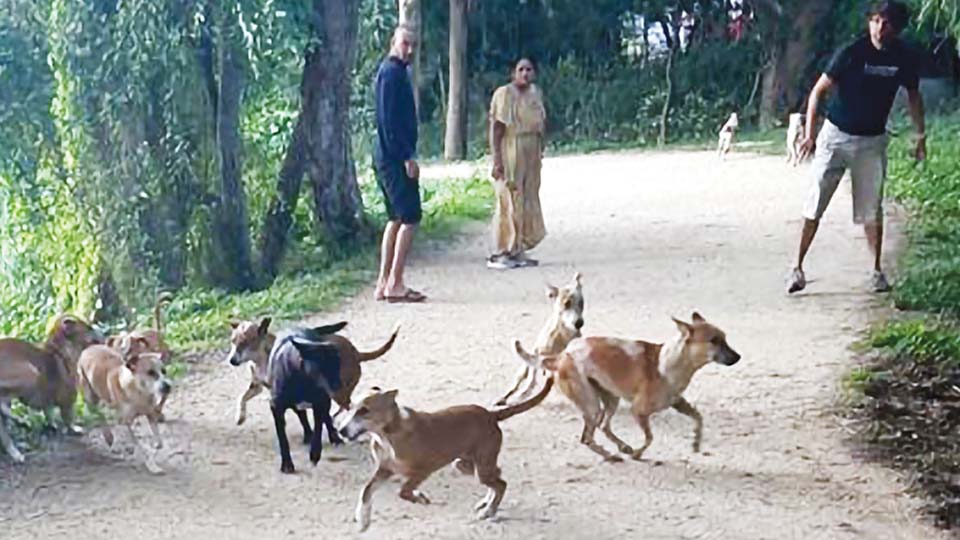 Stray dog menace at Kukkarahalli Lake