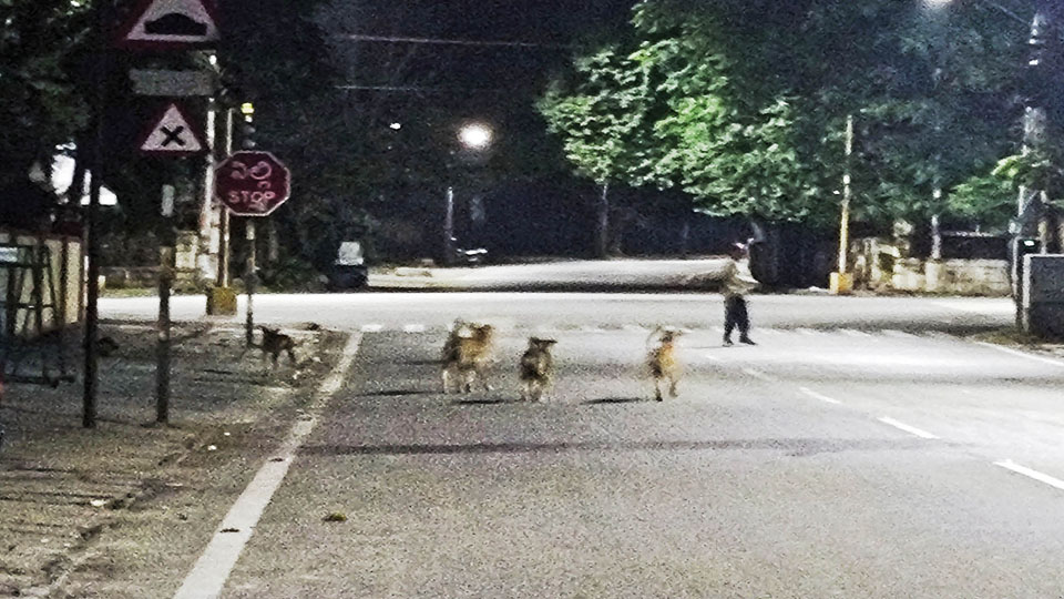 Stray dog menace near Ideal Jawa Rotary School