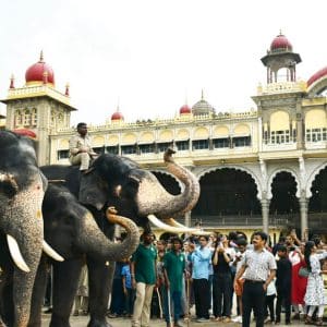 Jumboo Savari training for Dasara elephants