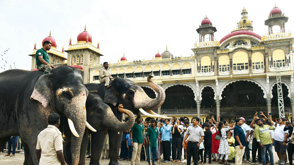 Jumboo Savari training for Dasara elephants