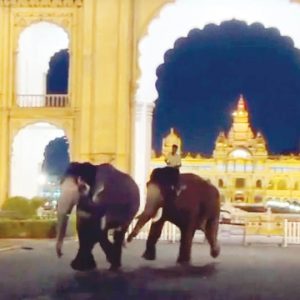 Dasara elephants’ hot chase triggers tense moments