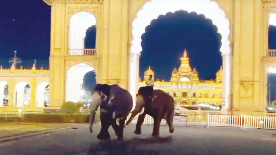 Dasara elephants’ hot chase triggers tense moments