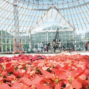 Democracy in bloom at Dasara Flower Show