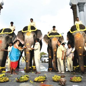 Second batch of five Dasara elephants arrive