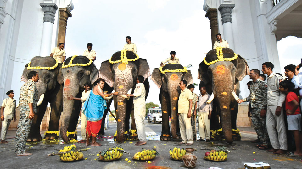 Second batch of five Dasara elephants arrive