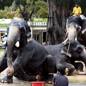 Matriarch Varalakshmi retired but still plays a crucial role