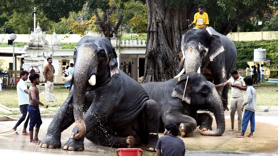 Matriarch Varalakshmi retired but still plays a crucial role