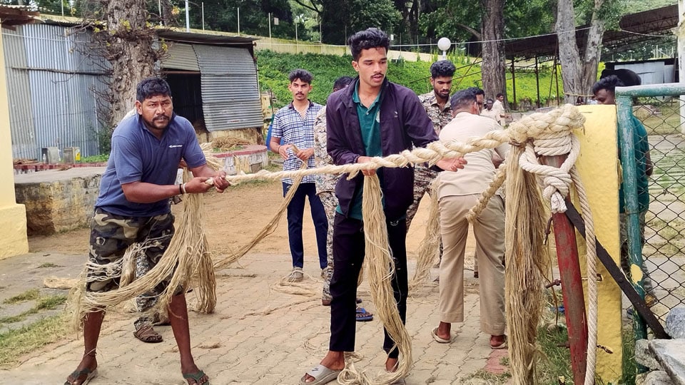 Teams prepare jute ropes for wild elephant capture