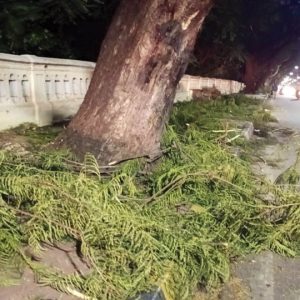 Public in danger as CESC, MCC fail to clear chopped tree branches