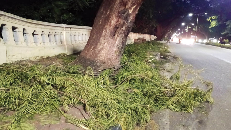 Public in danger as CESC, MCC fail to clear chopped tree branches