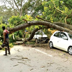 Cars, auto damaged as trees fall on Dewan’s and Nanjangud Roads