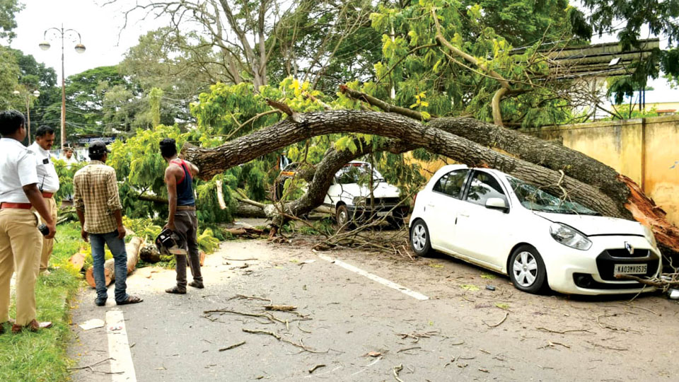 Cars, auto damaged as trees fall on Dewan’s and Nanjangud Roads