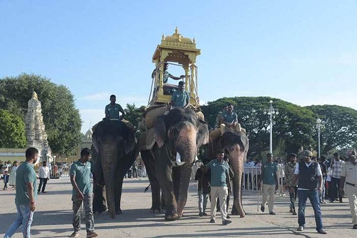 Mahendra carries Wooden Howdah with ease on Jumboo Savari route