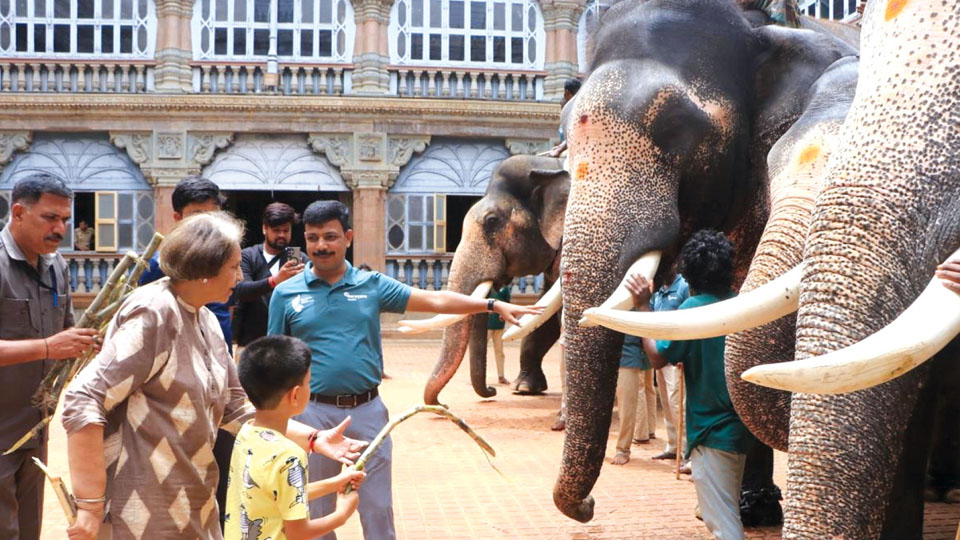 Navarathri at Mysore Palace: Kanjan chosen as Pattada Aane, Bheema as Nishane Aane for rituals