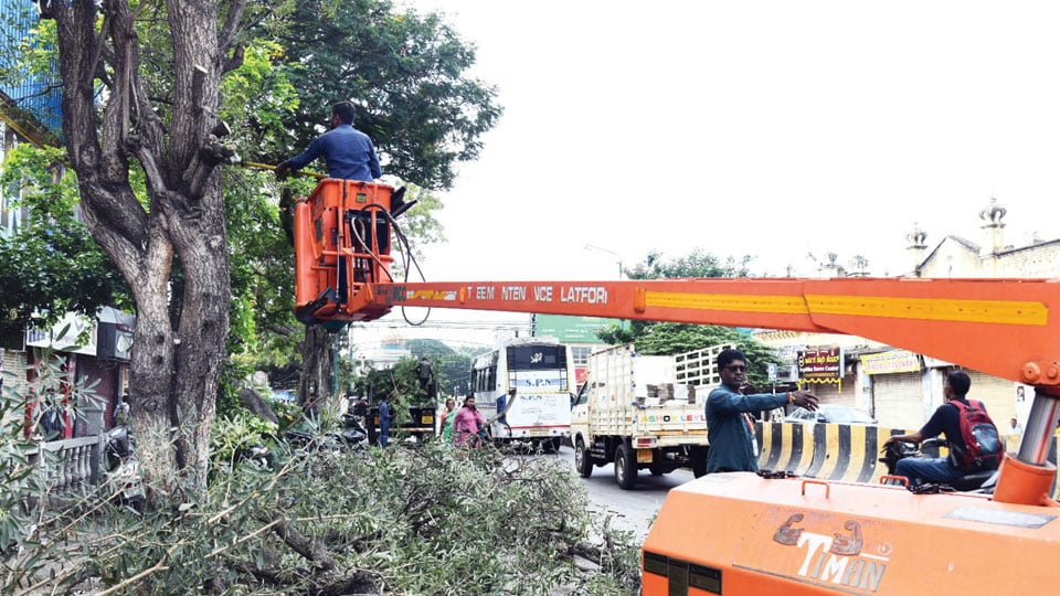 Pruning of tree branches on Jumboo Savari route begins