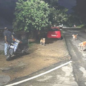 Stray dog menace at K.C. Layout