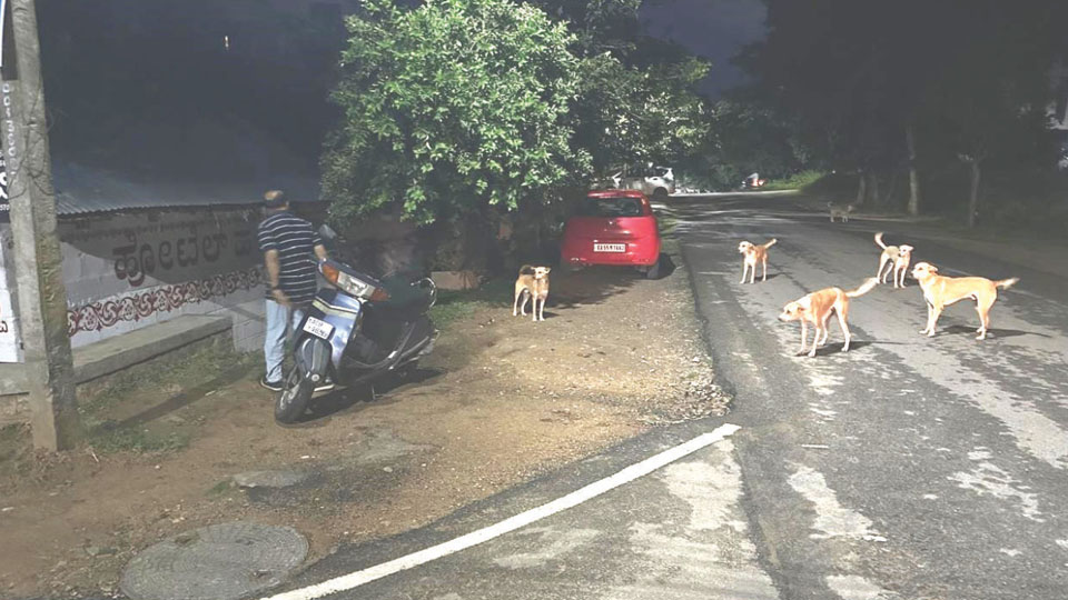 Stray dog menace at K.C. Layout