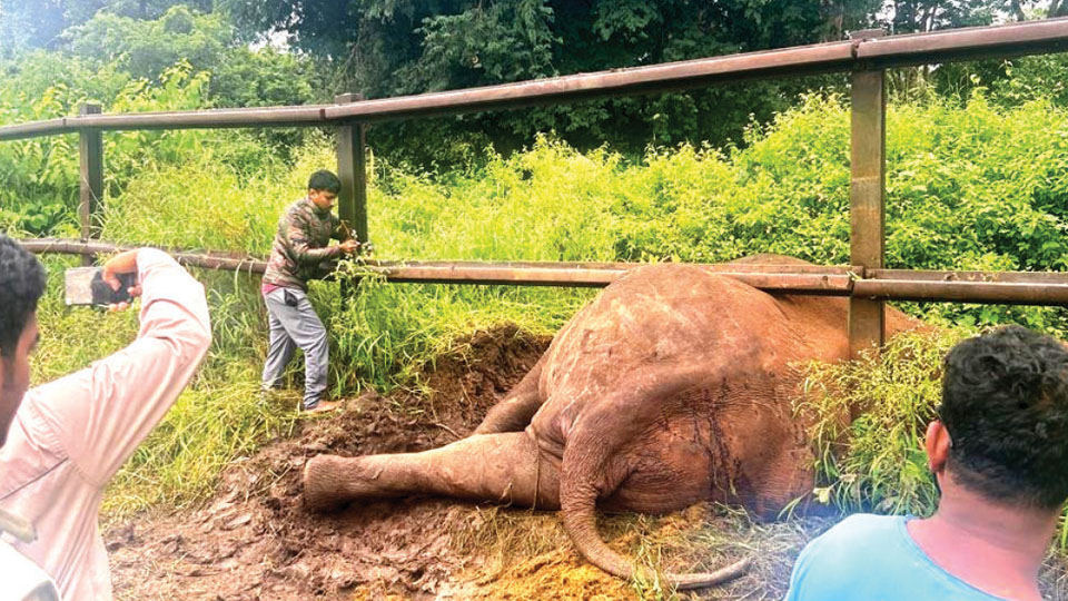 Wild elephant caught under railway barricade rescued