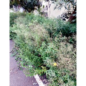 Parthenium growth in Bogadi 2nd Stage is a health risk