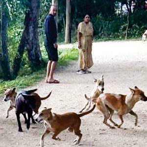 Dogs in Kukkarahalli Lake warm your heart