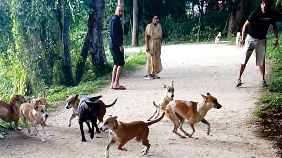 Dogs in Kukkarahalli Lake warm your heart