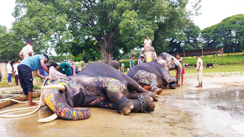 Dasara jumbos in a relaxed mood