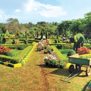 Flower Show at Lingambudhi Botanical Garden from tomorrow