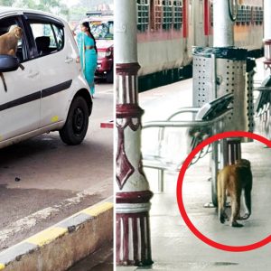 Monkey causes havoc at City Railway Station