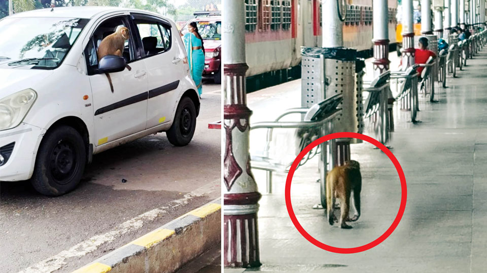 Monkey causes havoc at City Railway Station