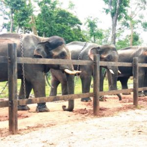 Elephant numbers reduce from 18 to 10 at Mathigodu Camp