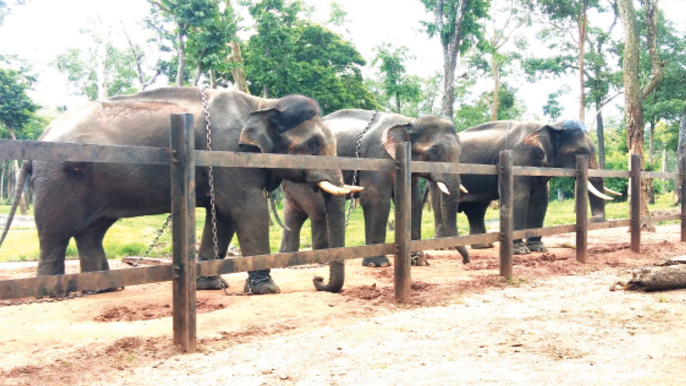 Elephant numbers reduce from 18 to 10 at Mathigodu Camp