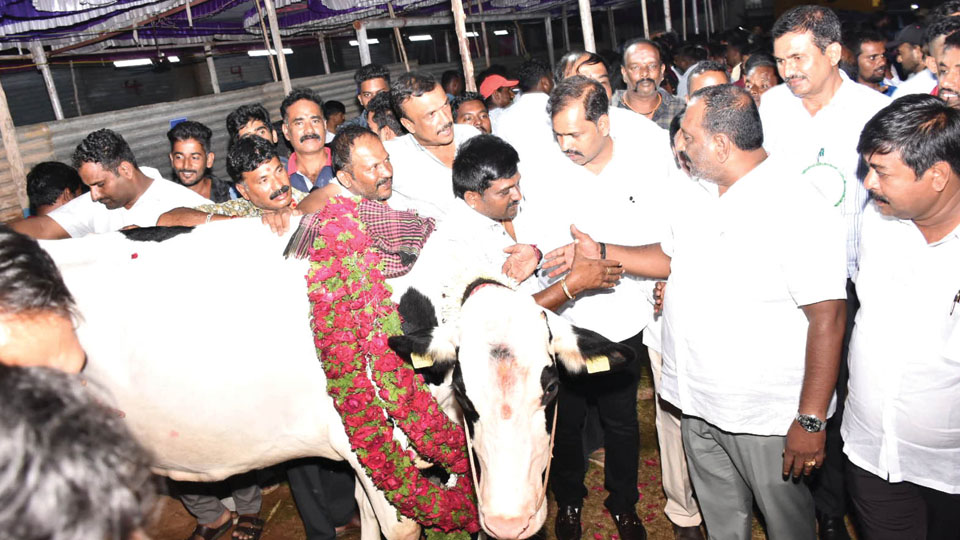 Anekal cow yields 42.84 litres milk; tops Dasara contest