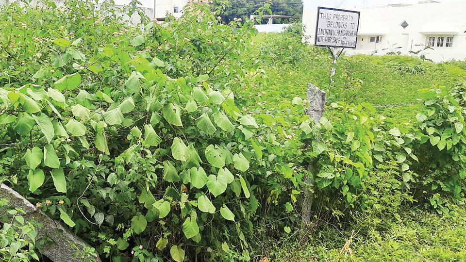 Overgrown weeds, blocked drainage in K.C. Nagar