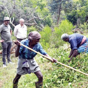 Weed warfare: NGO clears invasive threats in Bandipur