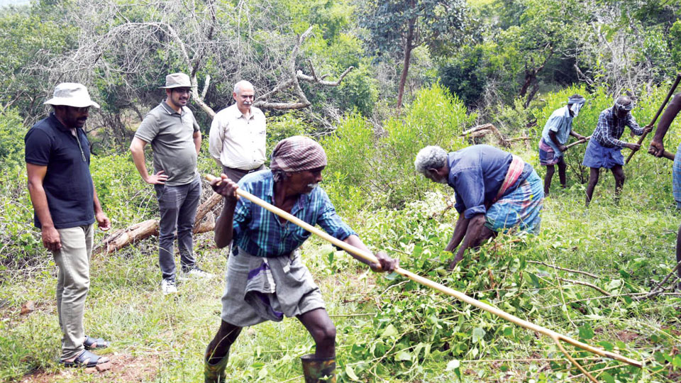 Weed warfare: NGO clears invasive threats in Bandipur