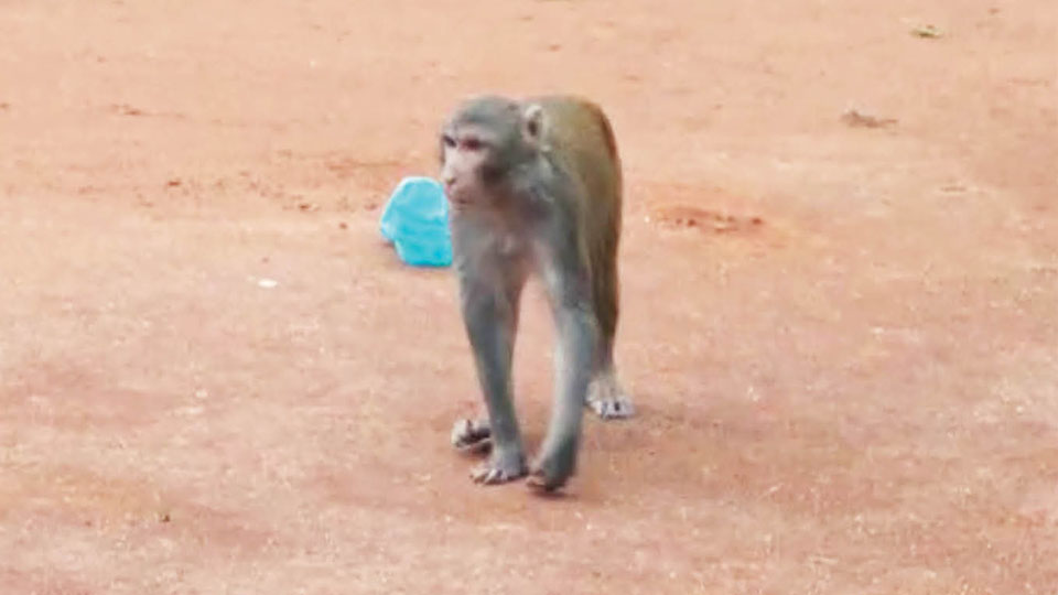 Urgent action needed to address monkey attacks