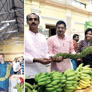 3-day Banana Festival begins in city