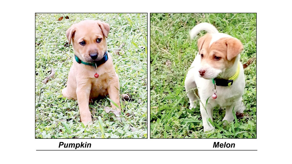 Star Pups: Adopt us…