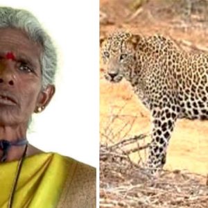 Leopard tries to drag away woman’s body after fatal attack