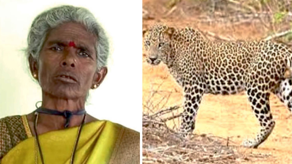 Leopard tries to drag away woman’s body after fatal attack