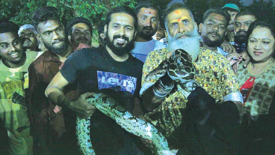 Indian Rock Python rescued by Snake Shyam at Vijayanagar