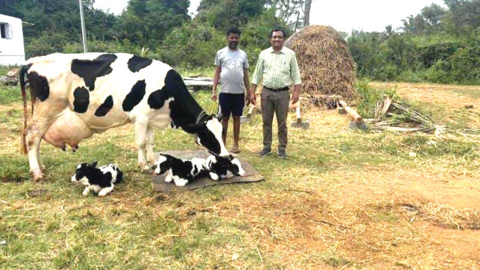 Cow in Dinka village gives birth to triplets