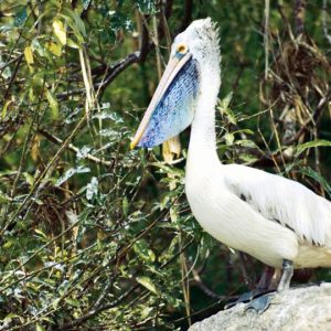 Migratory birds arrive at Ranganathittu