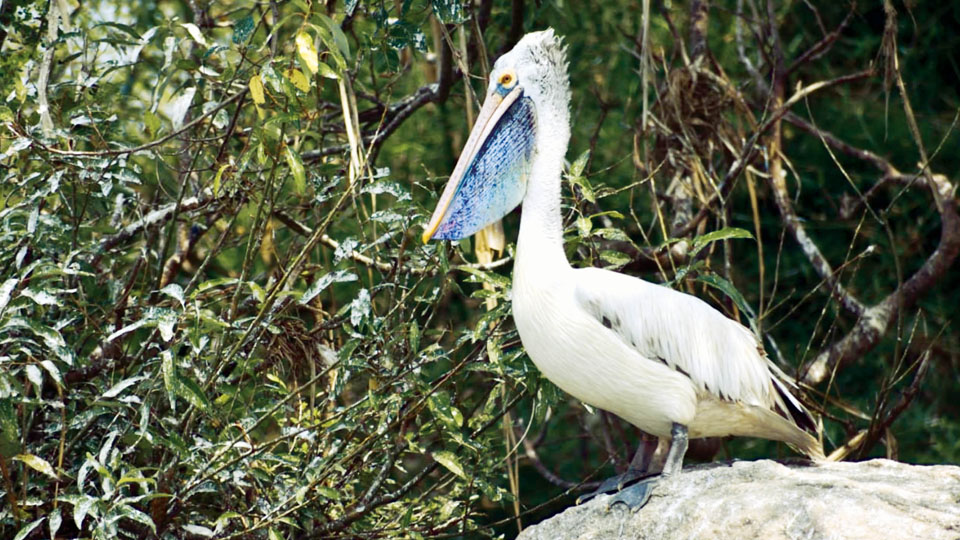 Migratory birds arrive at Ranganathittu