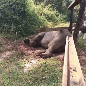 Elephant caught under rail barricade rescued