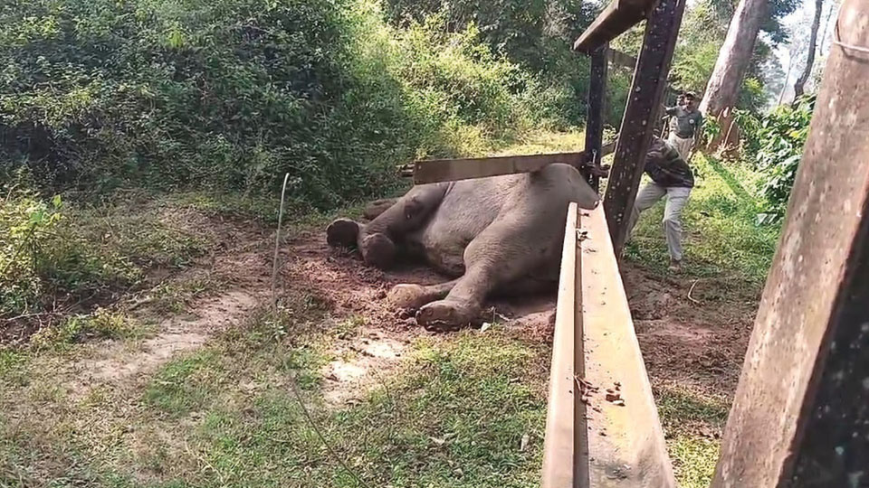 Elephant caught under rail barricade rescued